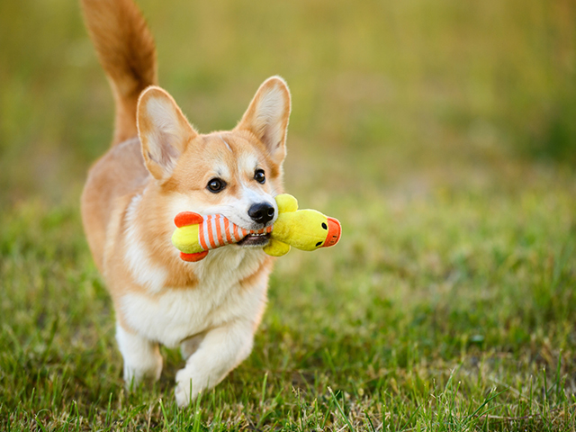 ペット用品取扱企業様